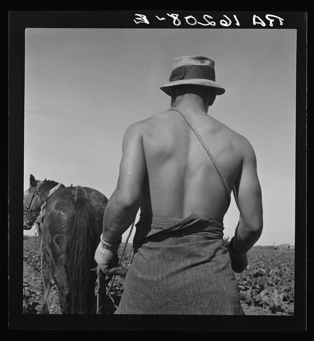 Spring plowing. Guadalupe, California. Cauliflower fields by Dorothea Lange