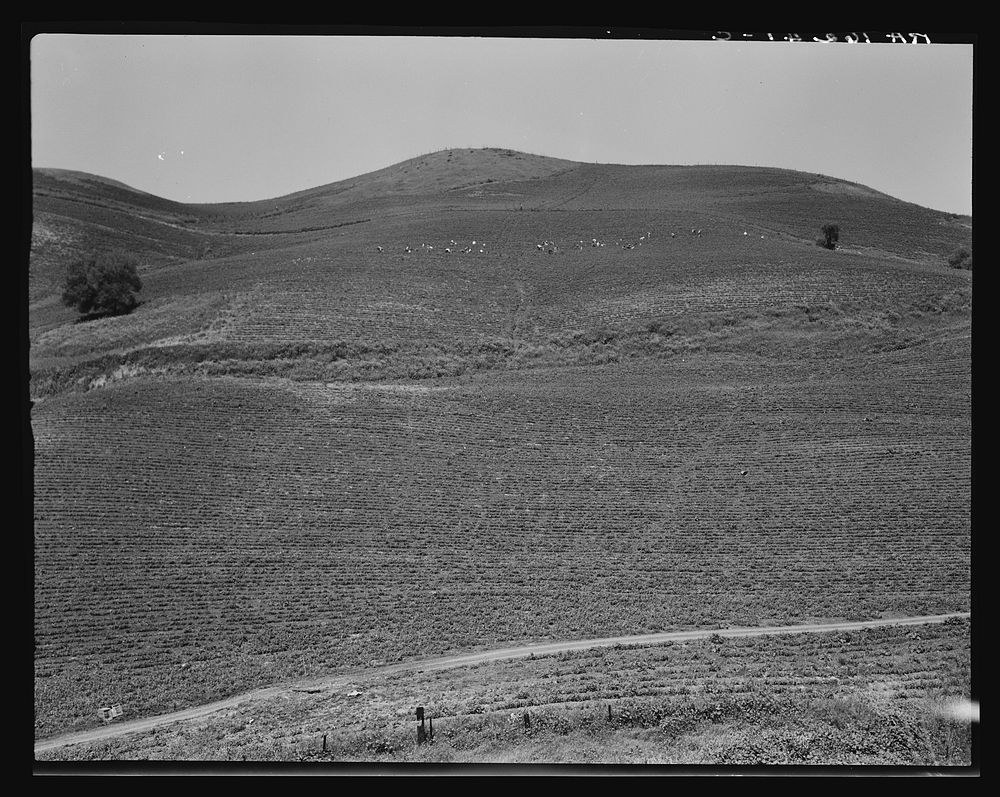 The pea fields of the California coast. Sourced from the Library of Congress.