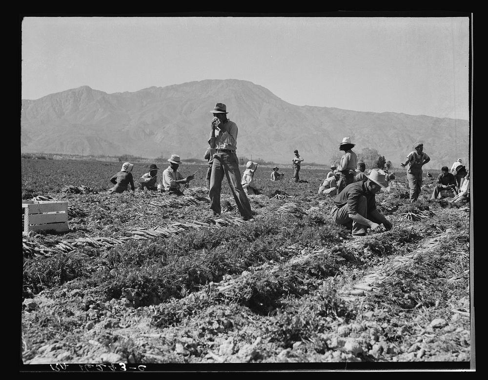 Coachella Valley, California. Carrot pullers from Texas, Oklahoma, Arkansas, Missouri and Mexico. "We come from all states…