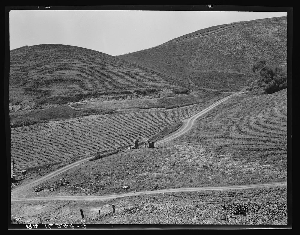 The pea fields of the California coast. Sourced from the Library of Congress.