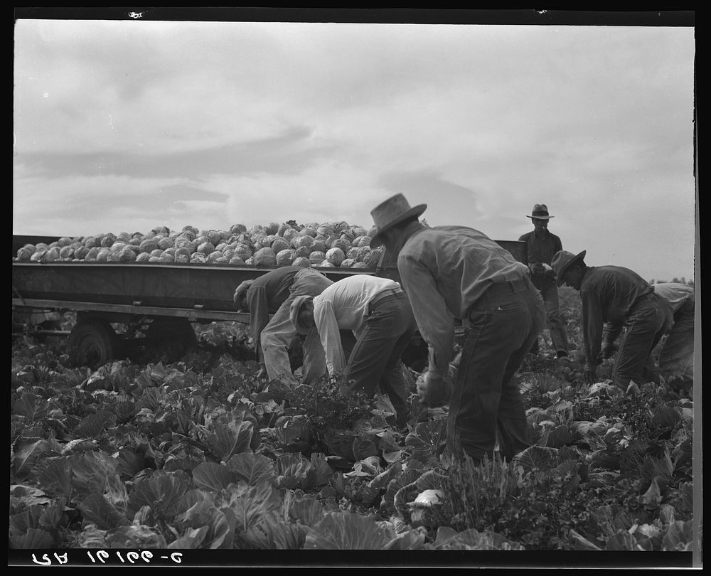 Cabbage cutting and hauling by new Vessey (flat truck) system, now also used in carrots and lettuce. Imperial Valley…