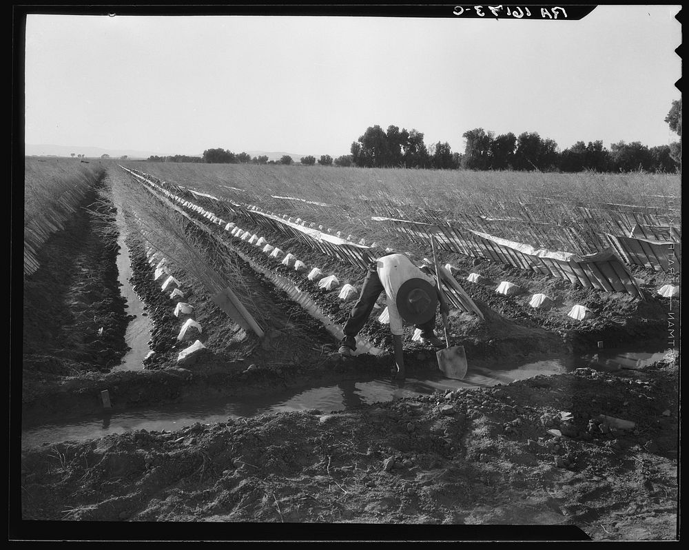 Irrigator in brushed and capped cantaloupe field. Imperial Valley, California. Sourced from the Library of Congress.