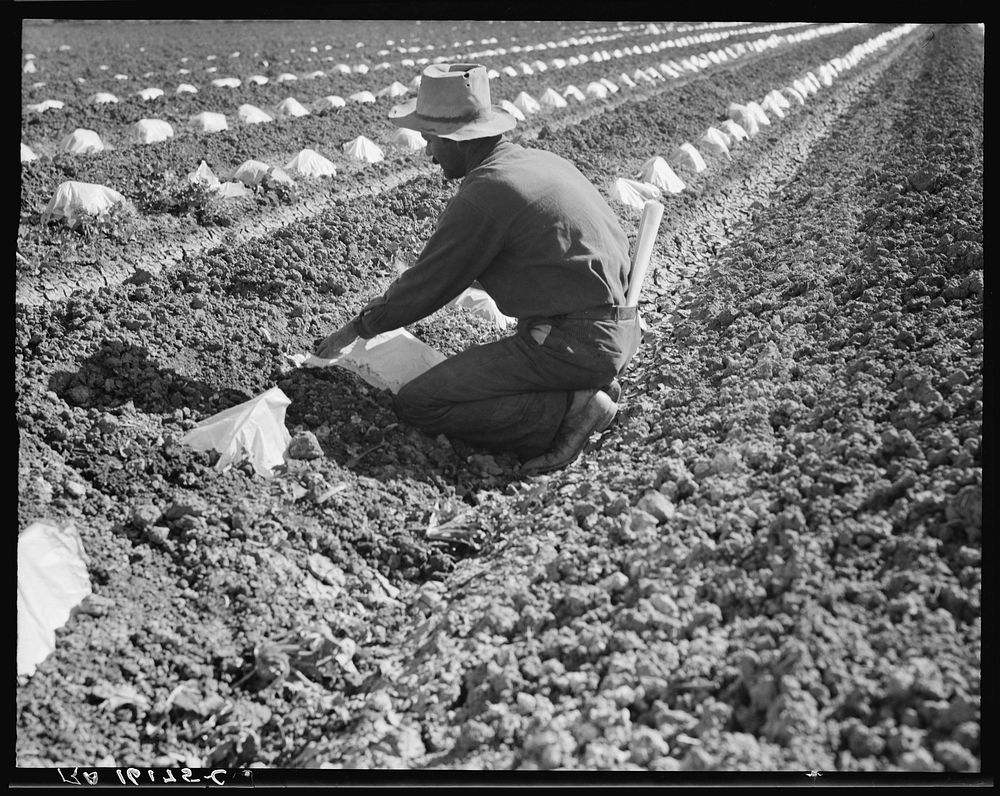 One of a Mexican field gang of migratory laborers thinning and weeding cantaloupe plants. The young plants are "capped" with…