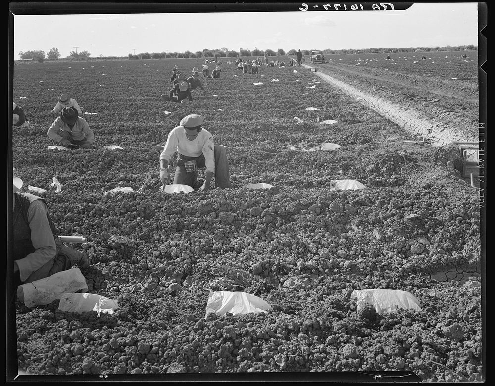 Mexican gang of migratory laborers under a Japanese field boss. These men are thinning and weeding cantaloupe plants. Wages…