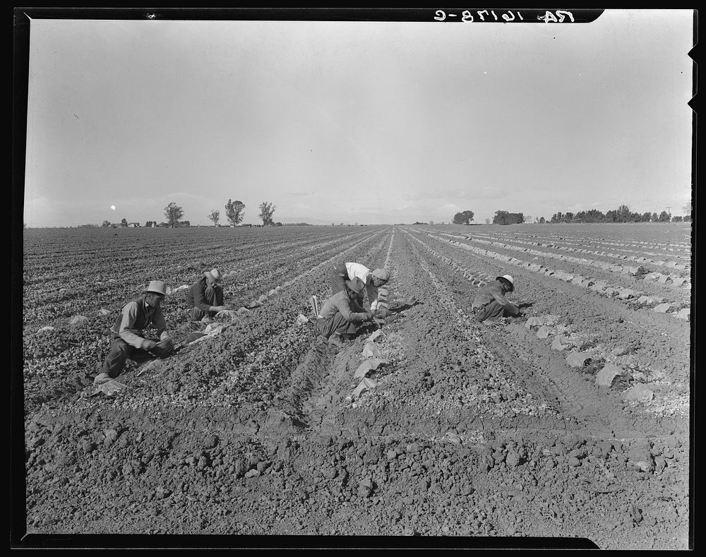 Mexican gang of migratory laborers under a Japanese field boss. These men are thinning and weeding cantaloupe plants. Wages…