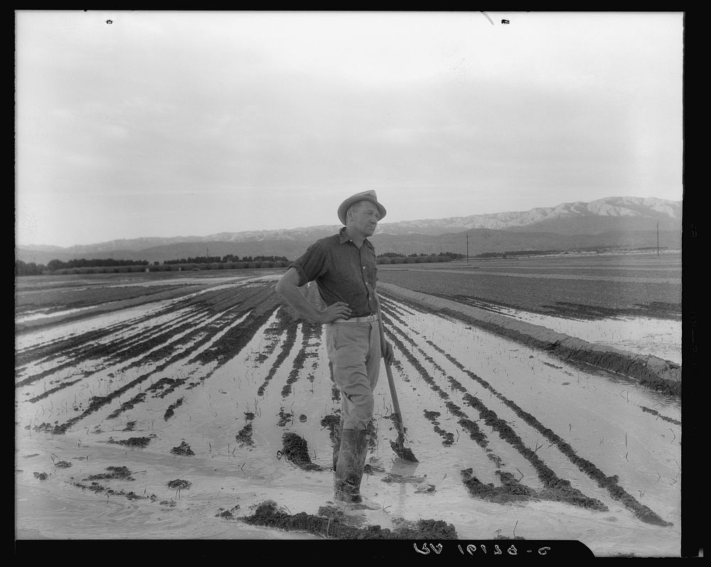 Field worker irrigating alfalfa and barley fields. The field produces eleven cuttings of alfalfa a year, yields nine to ten…