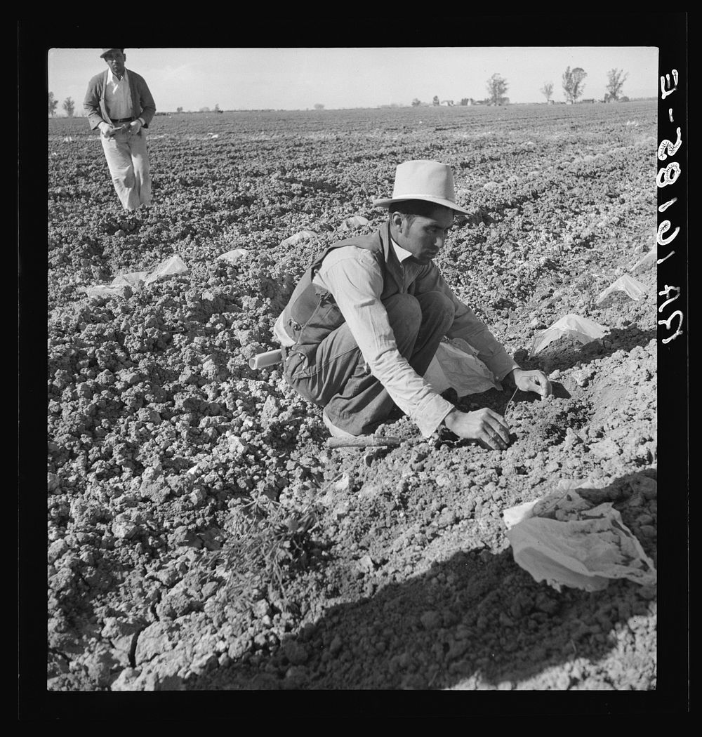 One of a Mexican gang of migratory laborers thinning and weeding cantaloupe plants at thirty cents an hour; the young plants…