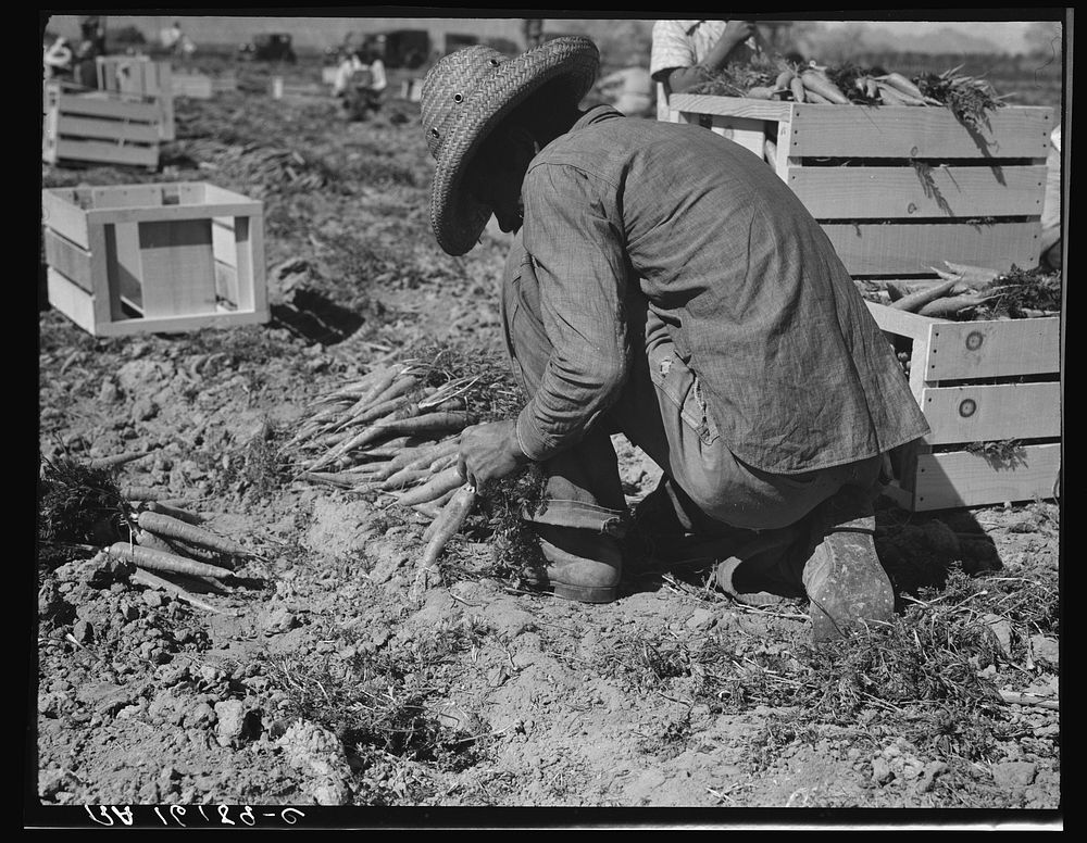 One of the hundred carrot pullers in this field in the Coachella Valley, California. Sourced from the Library of Congress.