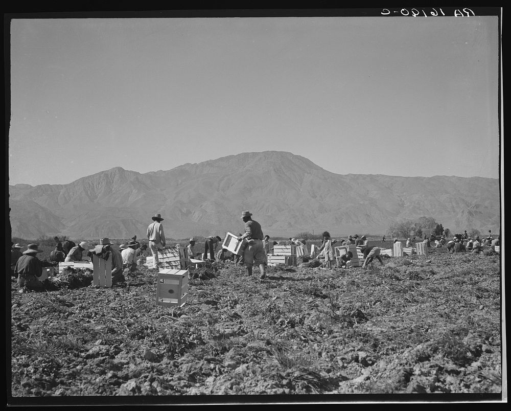 Carrot pullers from Texas, Oklahoma, Missouri, Arkansas and Mexico.  Coachella Valley, California. Sourced from the Library…