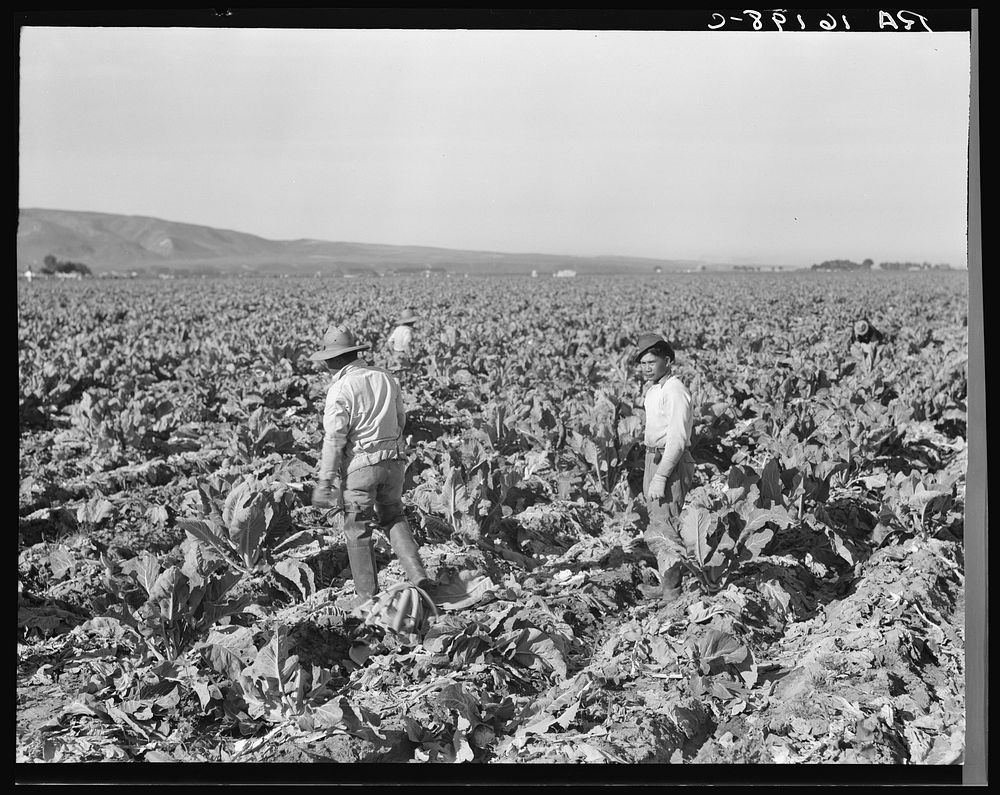 Filipino boys cutting cauliflower (gang labor) near Santa Maria, California. Sourced from the Library of Congress.