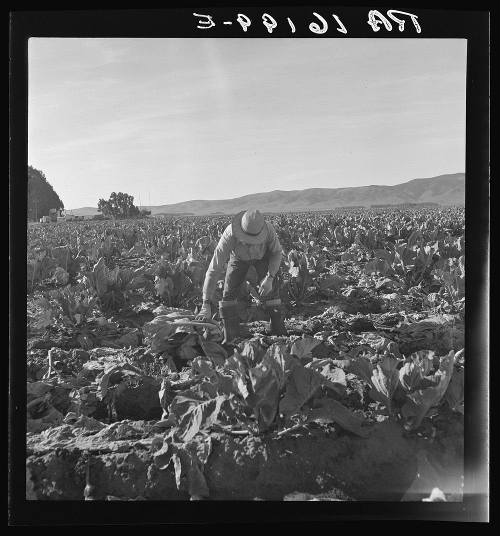 Filipino boy, one of a labor gang, cutting cauliflower near Santa Maria, California. Sourced from the Library of Congress.