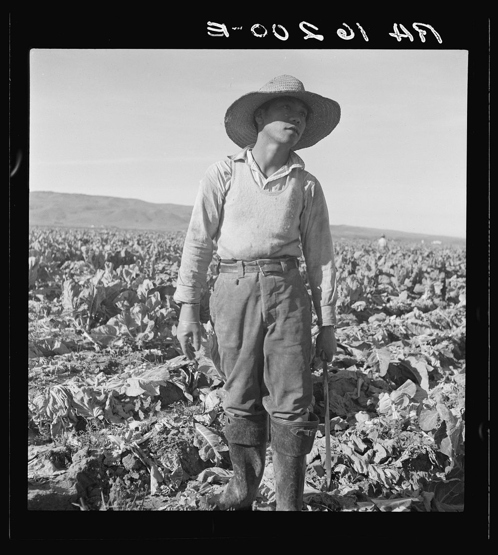 Filipino boy of a labor gang cutting cauliflower near Santa Maria, California. Sourced from the Library of Congress.