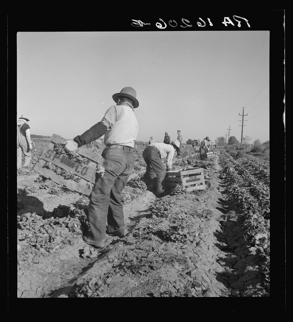 Filipino crew of fifty-five boys cutting and loading lettuce. Imperial Valley, California. Sourced from the Library of…