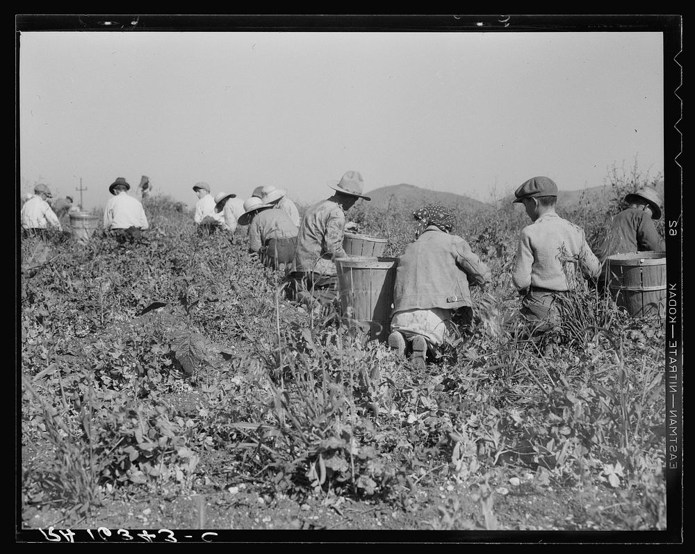 Picking peas near Nipomo, California. Wages: twenty-two cents a hamper. Sourced from the Library of Congress.