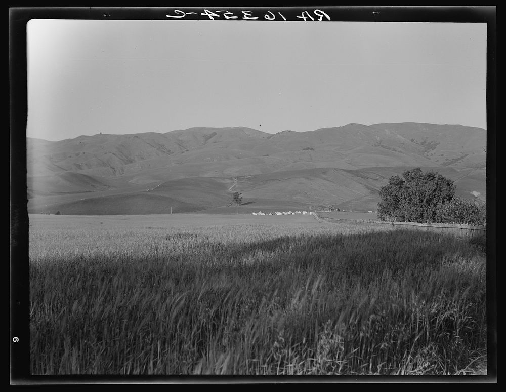 Migratory labor camp in the Santa Clara Valley, California. Sourced from the Library of Congress.