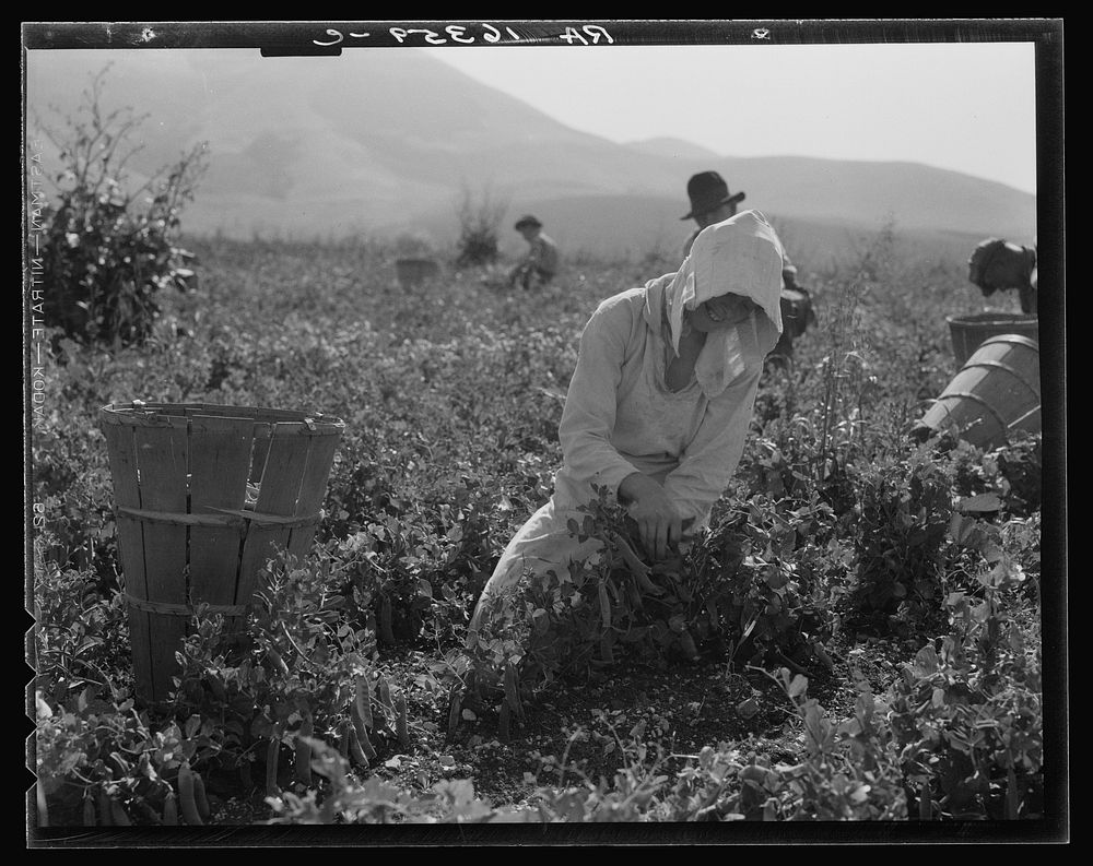 Migratory workers harvesting peas near Nipomo, California by Dorothea Lange