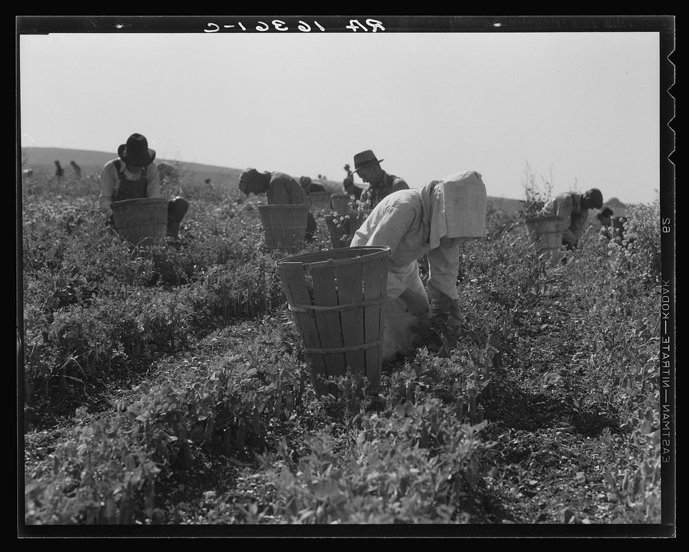 Migratory workers harvesting peas near Nipomo, California. Sourced from the Library of Congress.