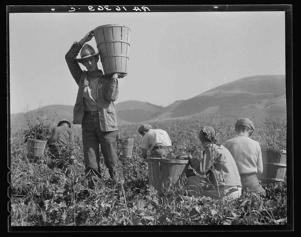 Pea harvest. Family at work. Nipomo, California. Sourced from the Library of Congress.