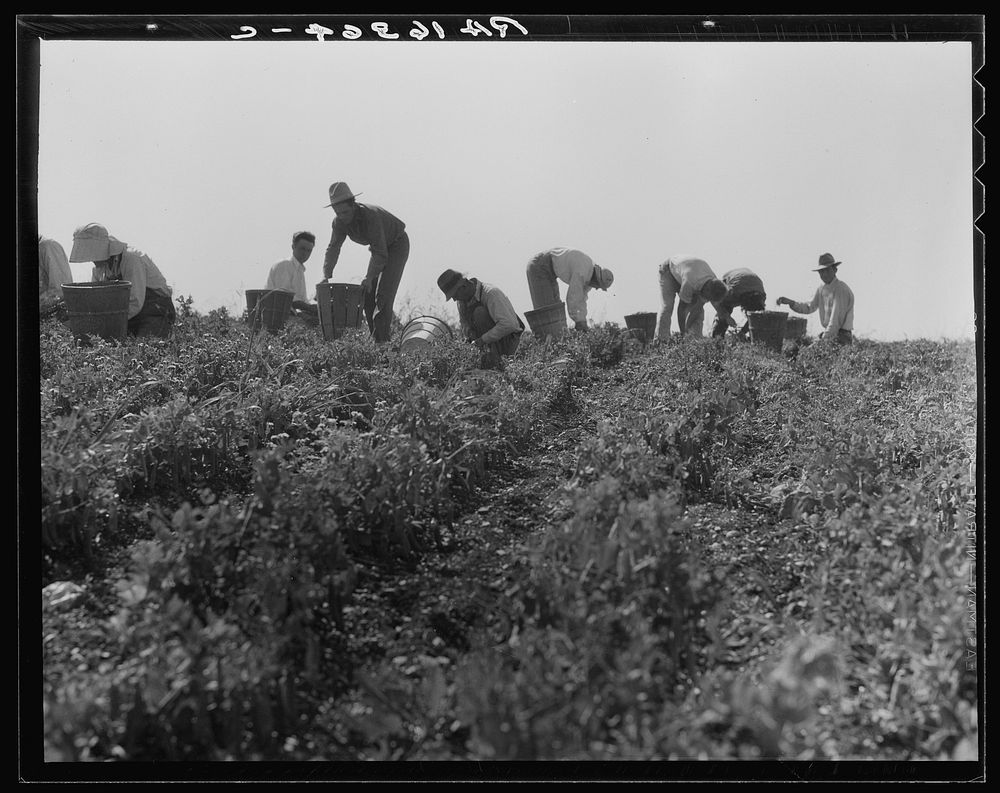 Harvesting peas requires large crews of migratory labor. Nipomo, California. Sourced from the Library of Congress.