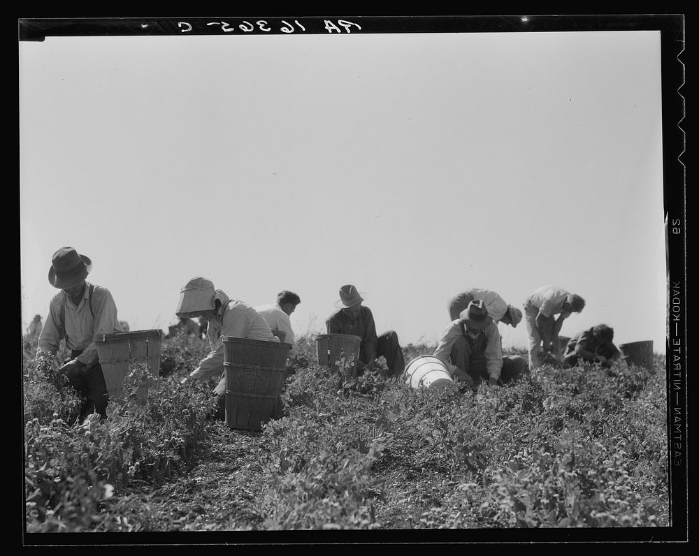[Untitled photo, possibly related to: Harvesting peas requires large crews of migratory labor. Nipomo, California]. Sourced…
