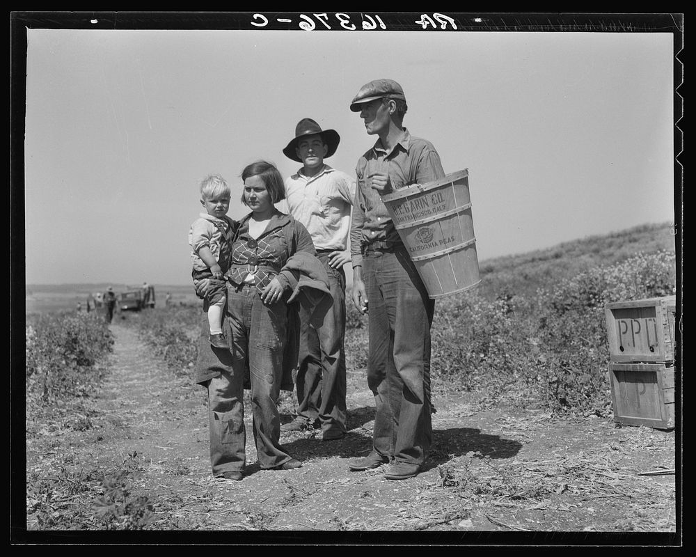 Drought refugees from Oklahoma at work in the pea fields near Nipomo, California. Sourced from the Library of Congress.