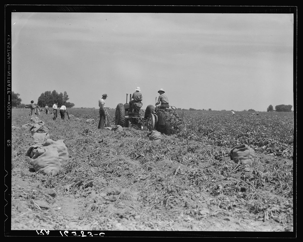 Mechanical potato digger in the field. Shafter, California. Sourced from the Library of Congress.