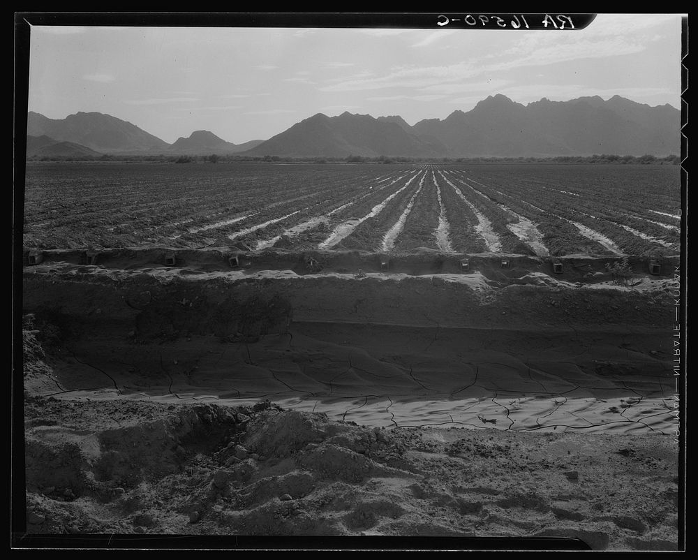 Irrigated fields of Acala cotton seventy miles from Phoenix, Arizona. Sourced from the Library of Congress.
