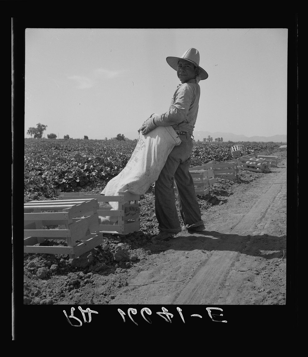 Mexican melon picker of the Imperial Valley, unloading his bag. California. Sourced from the Library of Congress.