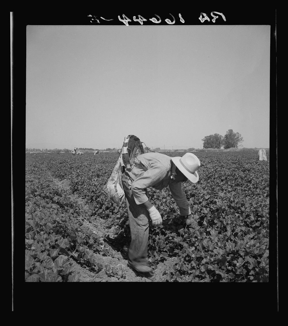 Mexican picking cantaloupes in the Imperial Valley, California. This is highly skilled labor. Sourced from the Library of…