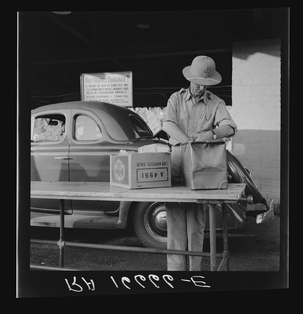 California state plant quarantine inspector examining baggage for insect pests. Arizona. Sourced from the Library of…