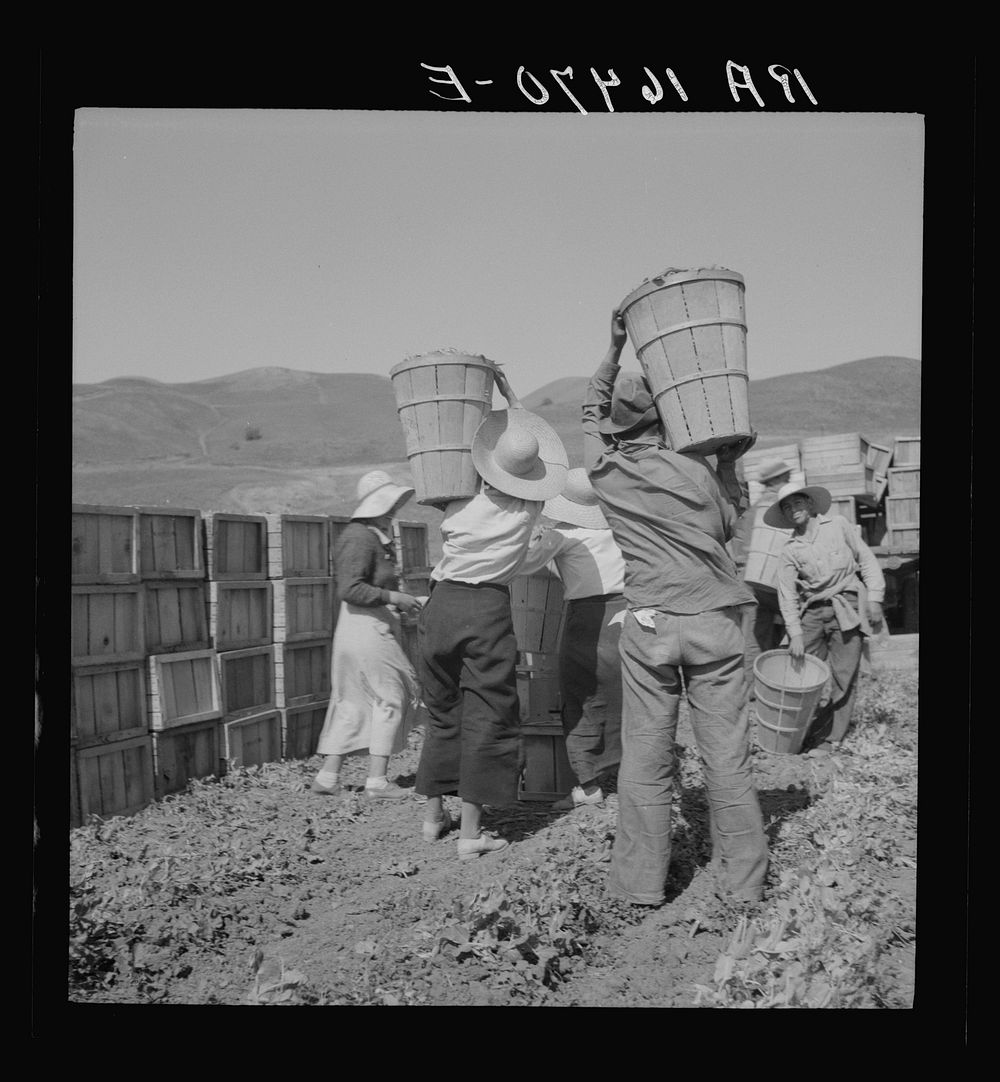 Picker carrying peas to the weighmaster. Near Santa Clara, California. Sourced from the Library of Congress.