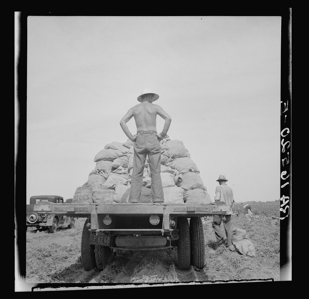 Potato truck in the field near Shafter, California. Sourced from the Library of Congress.