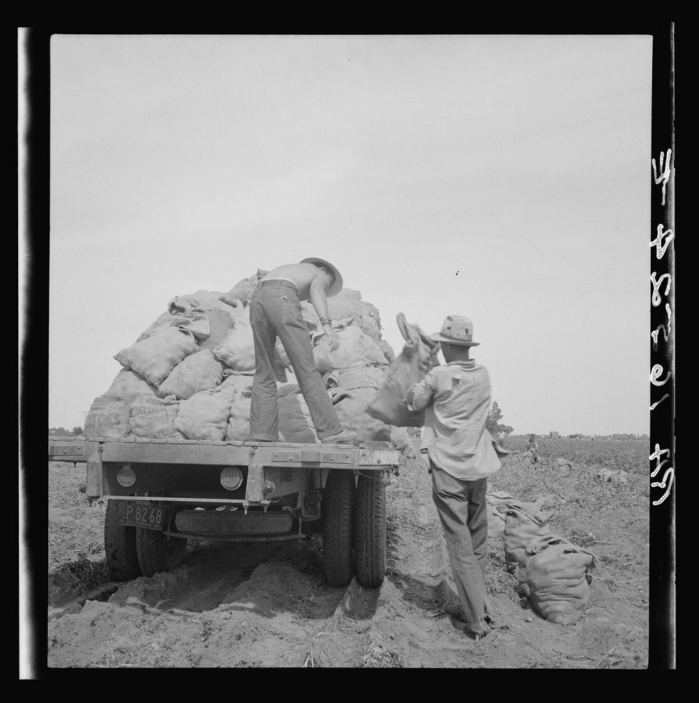 Loading a potato truck as it goes down the rows, Near Shafter, California. Sourced from the Library of Congress.