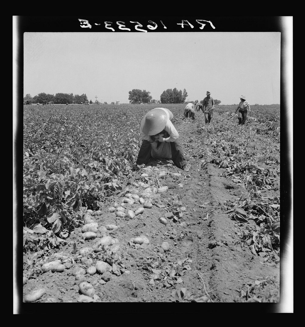 Near Shafter, California. Potatoes are dug by machines and strewn on the ground as the digger goes down the rows. The picker…