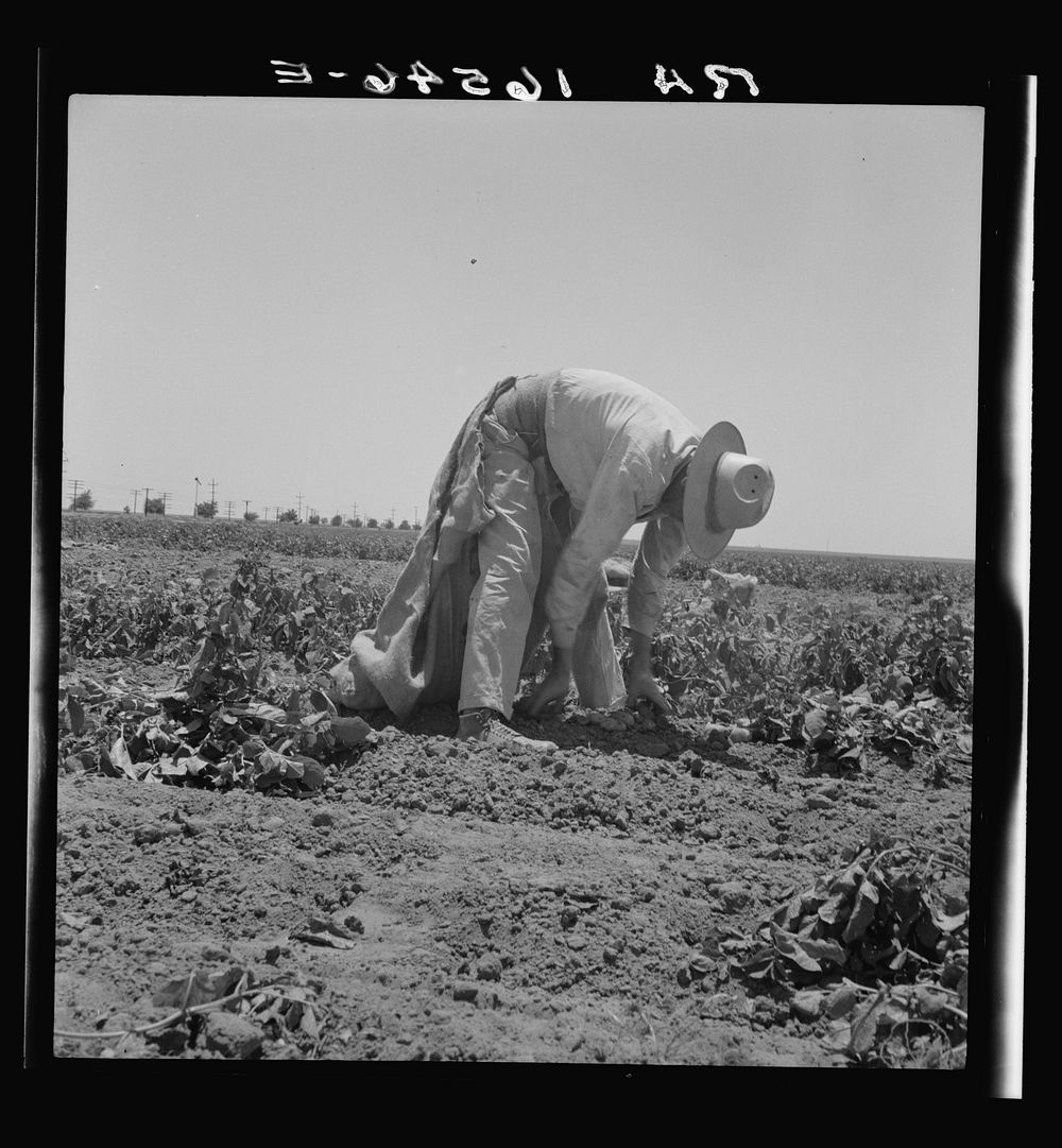 Migrant agricultural worker picking potatoes near Shafter, California. Sourced from the Library of Congress.