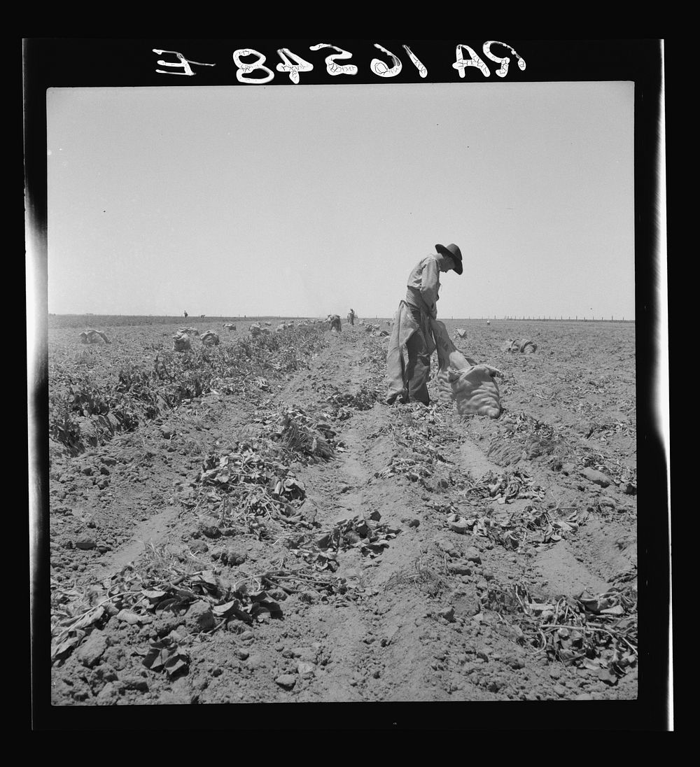 Potato field and pickers near Shafter, California. Sourced from the Library of Congress.