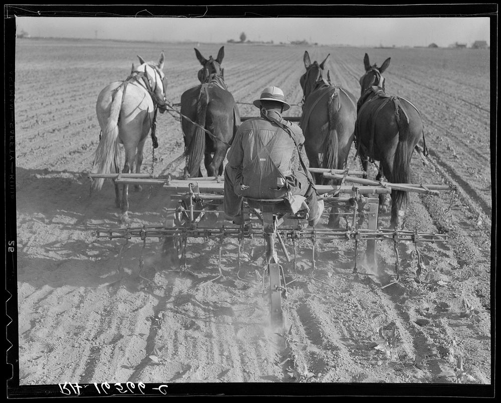 Cultivating beans with a four-row cultivator. Near Santa Ana, California by Dorothea Lange