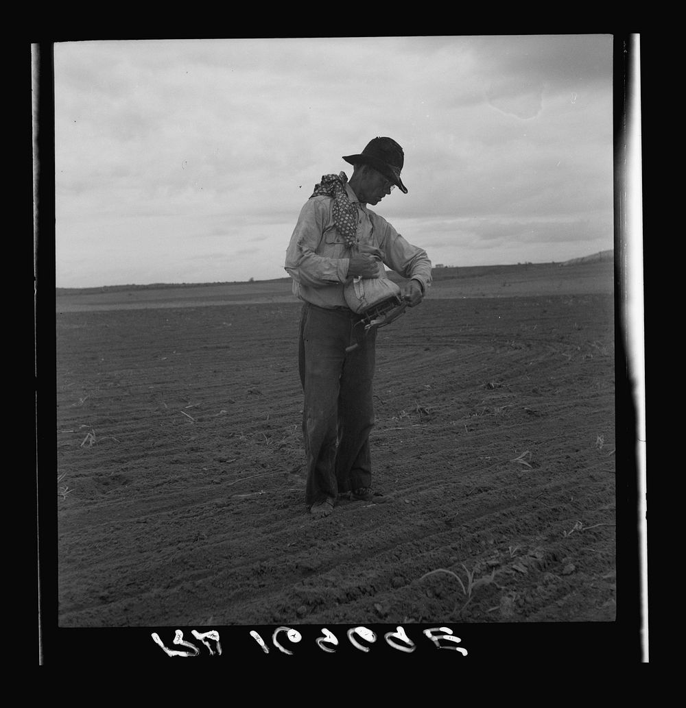 West Texas farmer prepares to sow millet by Dorothea Lange