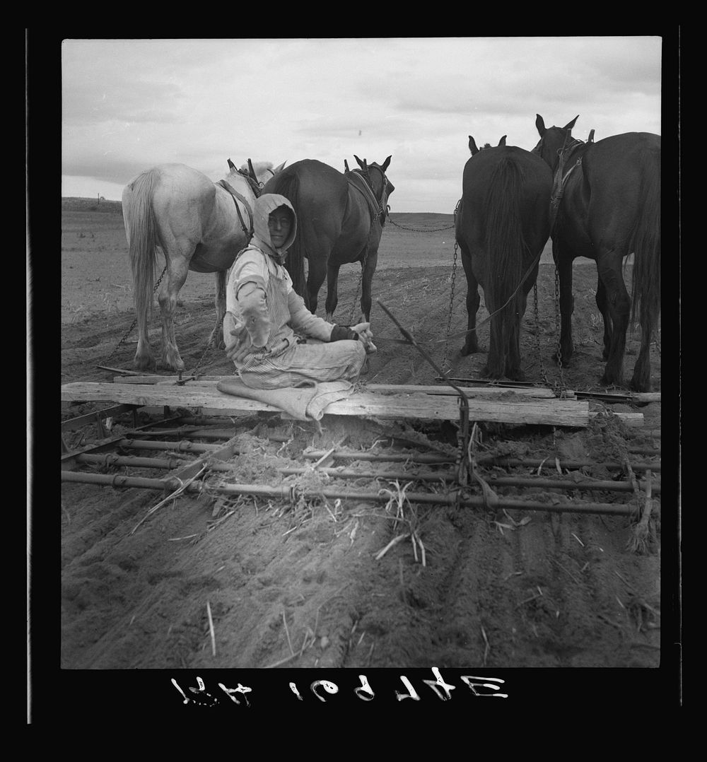 West Texas tenant farmer's wife. She has worked on this land with him for twenty years by Dorothea Lange