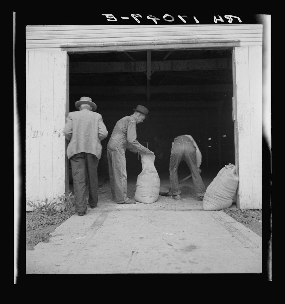 Farmers sack mixed grasshopper bait for use on their farms to control the pest. Oklahoma City, Oklahoma. Sourced from the…