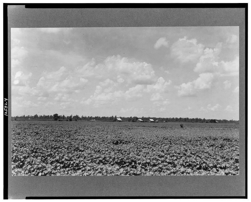 The Delta landscape is dotted with cotton cabins for sharecroppers. Washington County, Mississippi. Sourced from the Library…