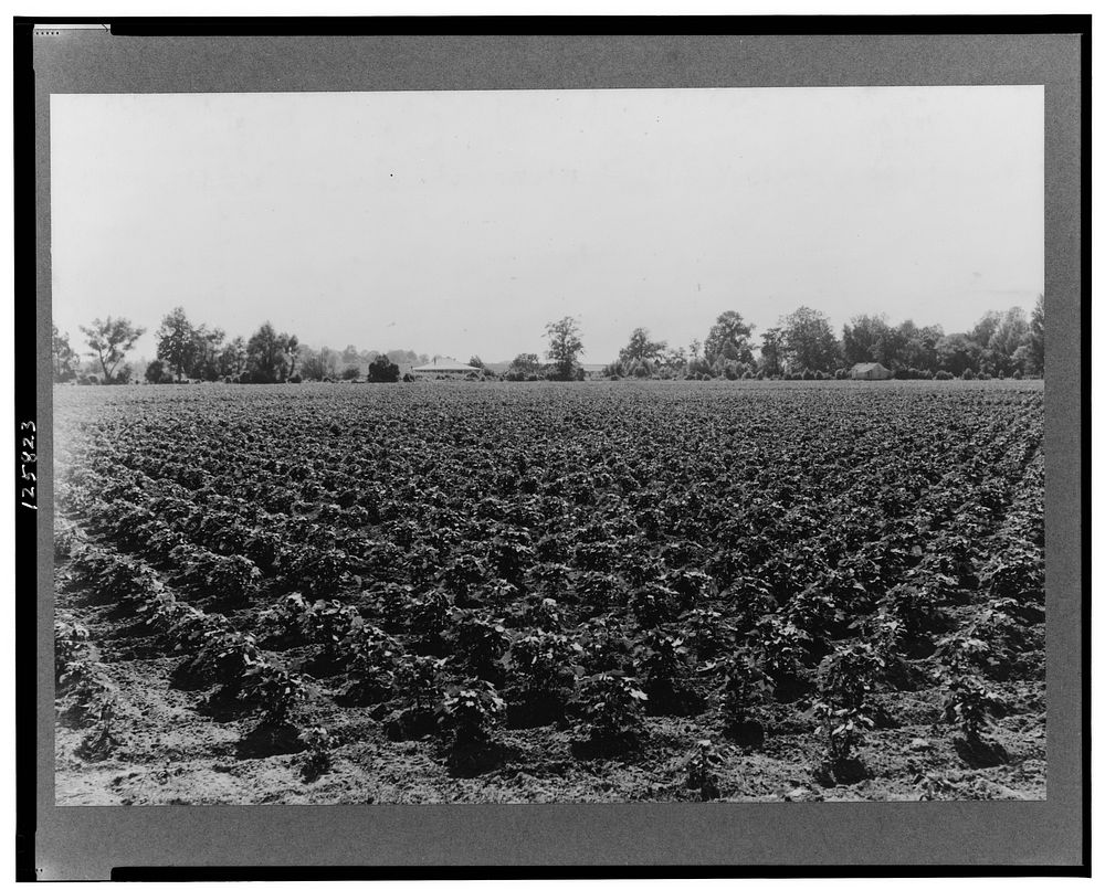 Check row planted cotton. Touchberry Plantation, Issaquena County, Mississippi. This method, long used in corn in order to…