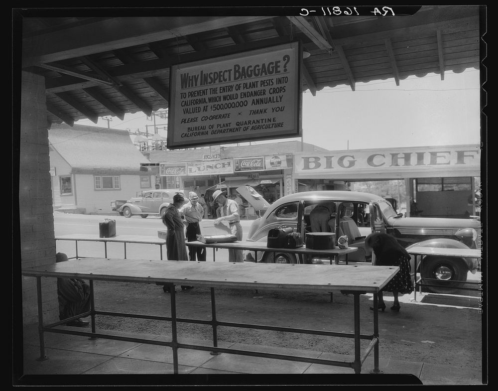 Plant quarantine inspector examining tourist baggage before entering California. Yuma, Arizona. Sourced from the Library of…