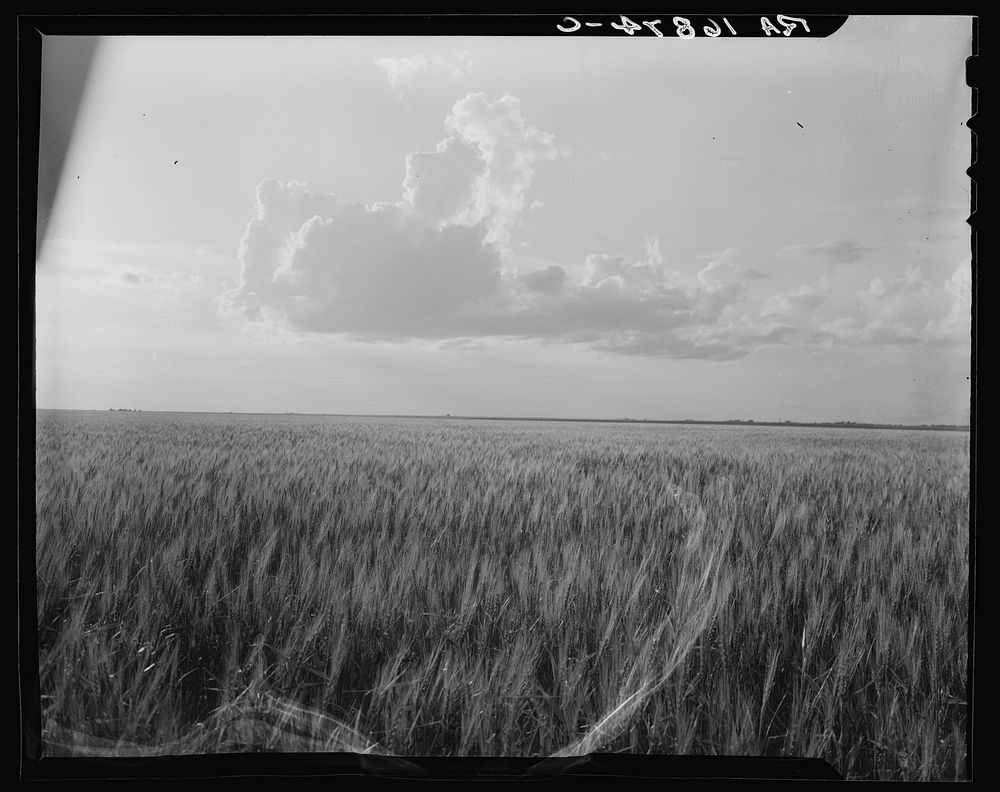 Oklahoma wheat by Dorothea Lange