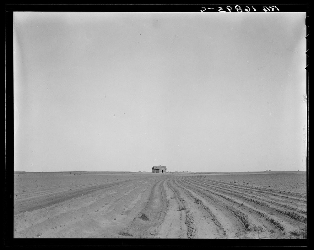 Abandoned tenant house, seen across tractored cotton fields. Childress County, Texas by Dorothea Lange