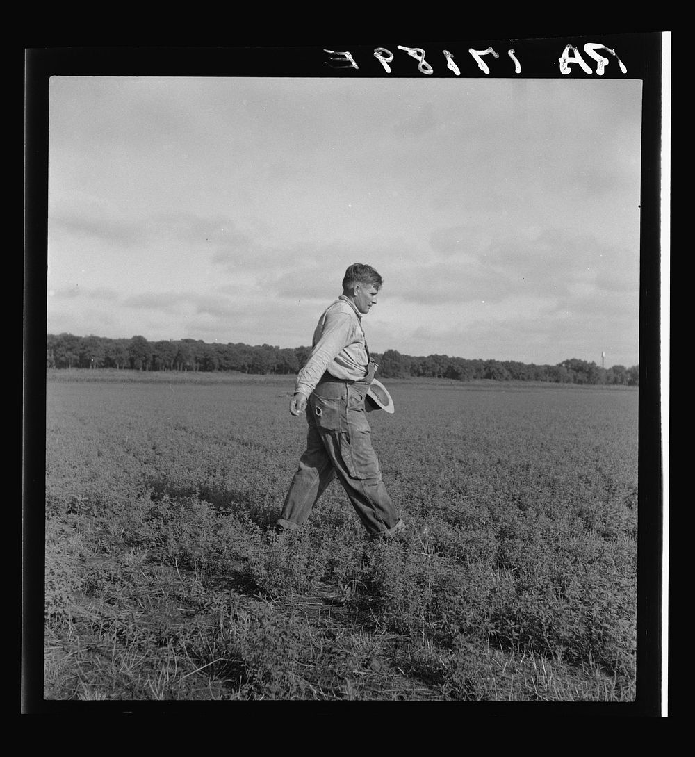 Tenant farmer spreading grasshopper bait in his alfalfa field, five miles from Oklahoma City, Oklahoma. Sourced from the…