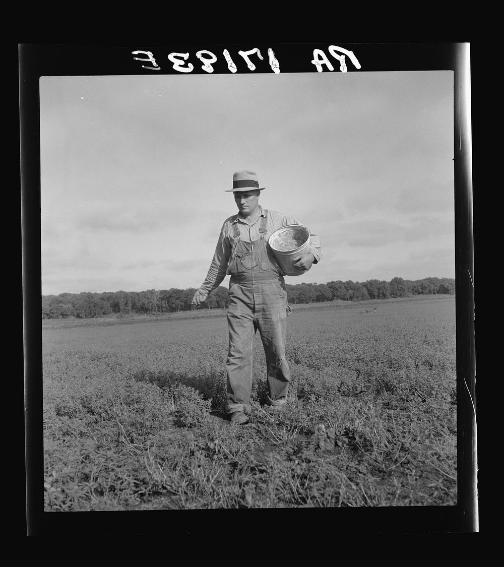 [Untitled photo, possibly related to: Tenant farmer spreading grasshopper bait in his alfalfa field, five miles from…