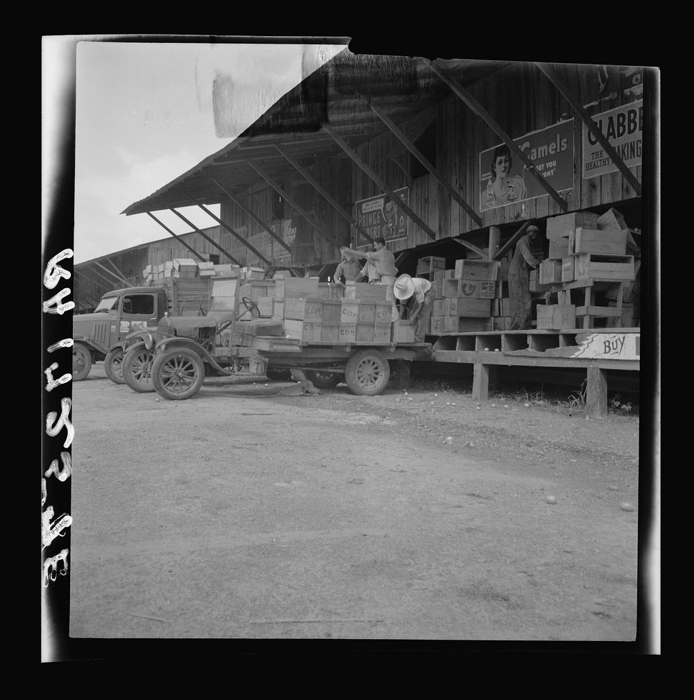 Tomato packing shed for packing and shipment north. Hazelhurst, Mississippi. Sourced from the Library of Congress.