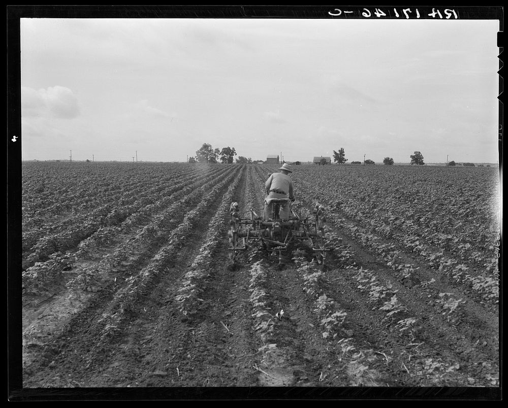 Tractor in cotton. Near Corsicana, Texas by Dorothea Lange