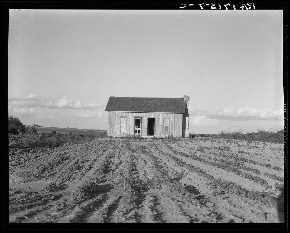 Abandoned tenant house. Childress County, Texas by Dorothea Lange